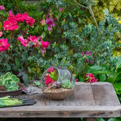 Toddmomy 3pcs Glass Terrarium Containers Clear Hydroponic Propagation Vases | Slanted Bowl for Air Plants, Succulents, Micro Landscape, Home Office Decor