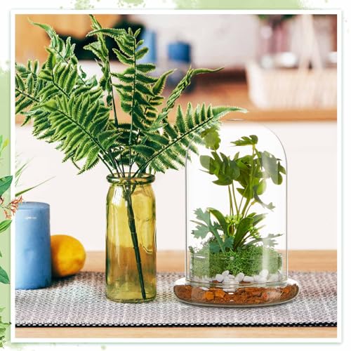 1 PC 5.9 x 7.9 Inch Glass Terrarium Dome Cloche with Air Hole & Glass Base, Clear Terrarium Containers Ventilated Plant Humidity Dome for Carnivorous Plants Orchids Tropical Cuttings, No Leakage - size: 5.9 x 7.9 Inch