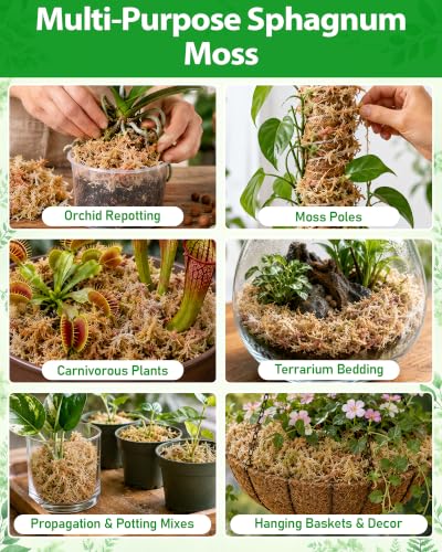 Riare 3.88oz Premium Sphagnum Moss for Plants-Natural Long Fiber Plant Moss - size: 4QT/3.88oz