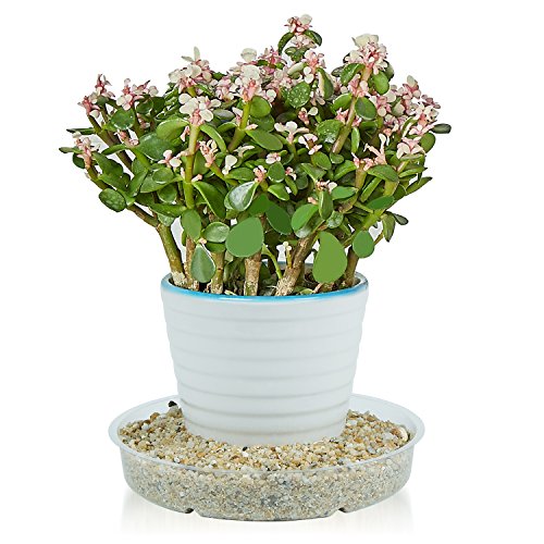Plant Saucer 12PCS Clear Plastic Flower Plant Pot Saucer Plant Trays for Indoors Outdoors (12") - size: 12"