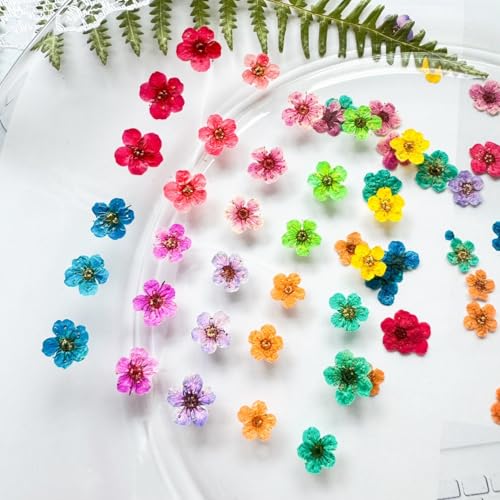 CHANGAR Mini Dried Flowers for Resin Nail Art, 120 Pcs Small Tiny Real Natural Dry Flowers Five Petal Flowers for for Nail Art, Resin Jewelry, Candle Making, Soap Making and DIY Crafts