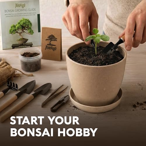 Avergo Bonsai Starter Kit – Growing Jacaranda Bonzai Tree
