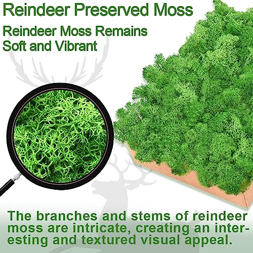 Preserved Reindeer Moss, 3.5 oz Brown Moss for Crafts - color: Brown, size: 3.5 OZ