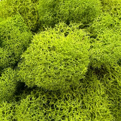Reindeer Moss, Preserved Moss, Chartreuse, Small 1-Pack - color: Chartreuse, size: Small 1-pack