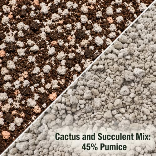 Garden Pumice Rock by Patches of Green — 8 Dry Qt, USA