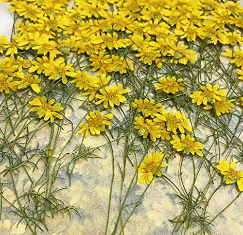 12 pcs Golden Chrysanthemum with Stem Real Natural Dried Pressed Flowers for Resin Art Craft DIY - color: Golden Chrysanthemum With Stem
