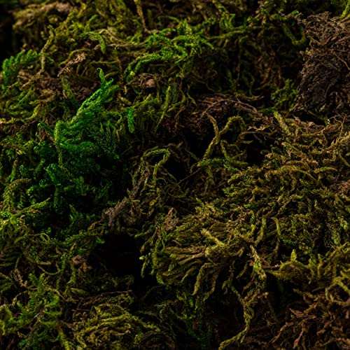 SuperMoss Preserved Forest Moss, 4 Pack