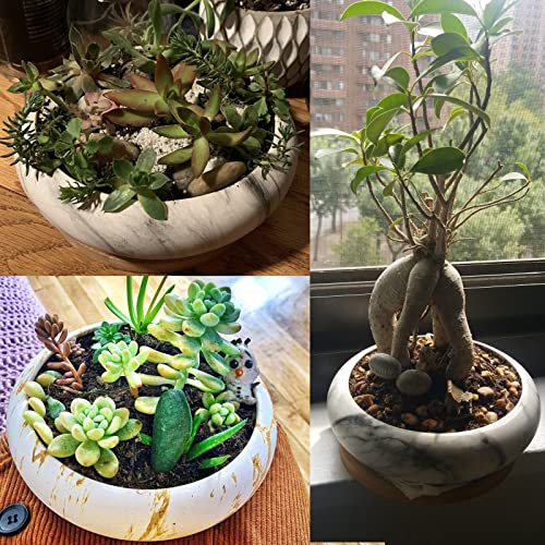 ARTKETTY Succulent Pots, 7.3 Inch Ceramic Bonsai Pots with Trays Set of 2 - color: Black & Brown