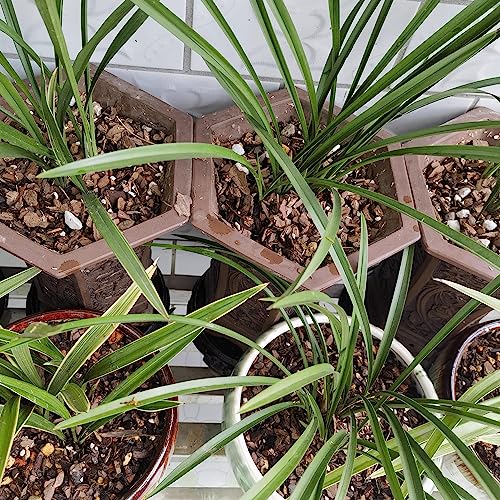 10 Quart Bonsai Soil Mix Lava,Pumice,Pine Bark and Calcined Rock, Natural Organic Mix for Potted Plants… - size: 10qt