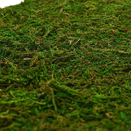 Dried Moss Mat for Wedding Birthday Party Fairy Garden Decorations, Dark Green (Green - 14" X 9")