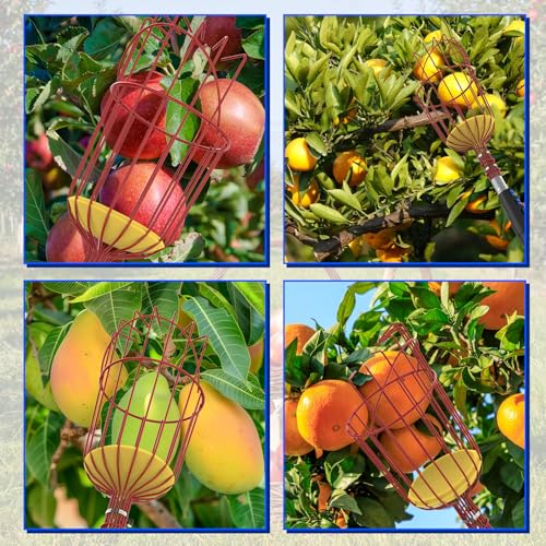 18FT Reach Fruit Picker Pole with Basket Telescoping, 3-12FT Extendable Aluminum Apple Picker for Picking Avocados, Figs, Mangoes, Citrus Fruits - Durable Harvesting Fruit Catcher for Trees - size: 12FT
