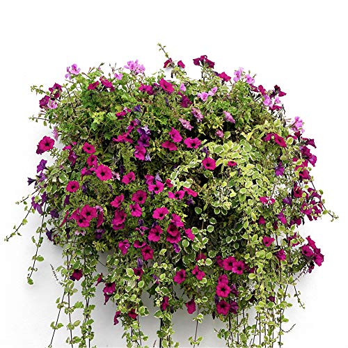 2PCS Half Round Replacement Coco Liner for Hanging Basket Wall Flower Basket, 12 inch, Half Circle Wall Planter Coconut Fiber Plant Basket Liner for Garden Planter Flower Pot (12 inch) - size: 12 Inch