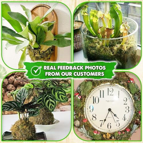 DUSPRO 5 Oz Real Dried Forest Moss for Potted Plants, Plant Propagation | Hand-Picked & Clean, Easy to Rehydrate, Balanced Moisture, Forest Orchid Moss for Potting Mix,Moss Soil Cover for Houseplants - size: 5 Oz