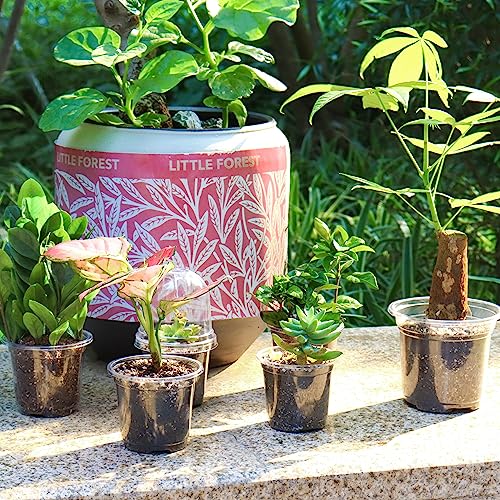 Clear Nursery Pots with Drainage Holes, 3/4/5 Inch, 36-Pack | Clear PET, 12 Each of 3 Sizes, Root and Moisture Visibility, Flexible, Reusable, Indoor Use, Propagation and Seed Starting - size: 3.5/4/5 Inch-without Lid