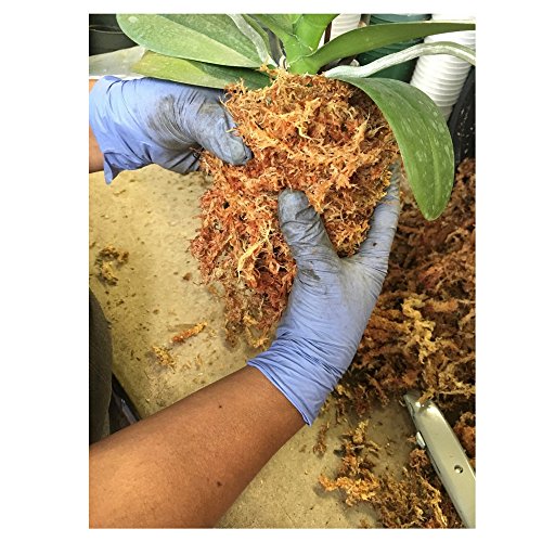 ™Peruvian Sphagnum Moss by Orchid Nerd ® (Peruvian Sphagnum Mos, 150 Grams) - size: 150 Grams