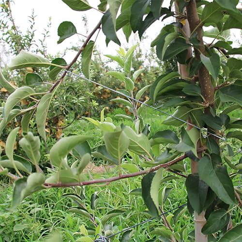 Tree Branch Bending Tool 100 pcs, 15.7inch Fruit Tree Branch Spreaders, Fruit Trees Limb Spreaders, Open Angle Pull Branch Stereotyped Tool Plant Branch Puller