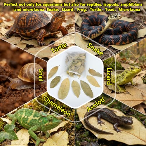 55+ Dried Longan Leaves (4-6 Inch) - Natural Terrarium Leaf Litter for Bioactive Setup, Isopods, Snakes, Frogs, Spiders, Betta Fish- Moisture Retention & Hiding Cover