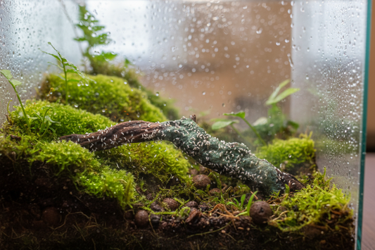 The White Fuzz Panic: Demolishing the Biggest Myths About Terrarium Mold