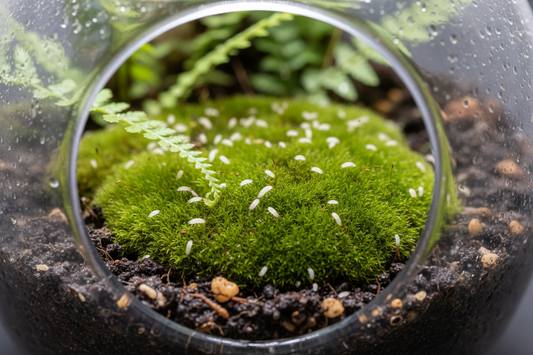 Unlocking the Clean Team: Why Your Closed Terrarium Needs Springtails Immediately