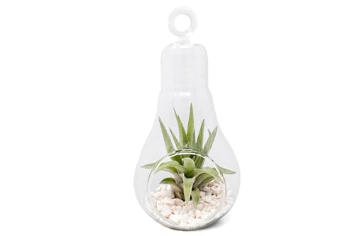 Air Plant Shop Hanging Light Bulb Terrarium with Crushed White Stones and Tillandsia Air Plant -Wholesale and Bulk- Succulents- Live Tillandsia - Easy Care Indoor and Outdoor House Plants (Pack of 1) - size: Pack of 1