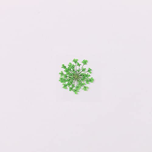 100pcs/pack Ammi majus Natural Pressed Dried Flower for Resin Jewelry Making, Soap and Candle Making, Scrapbooking DIY (Green) - color: Green