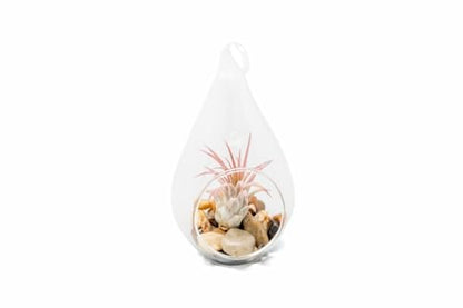 Glass Teardrop Plant Terrarium with - 1 Air Plant and Stones in Propagation Jar - Home and Garden Decor Plant Pot - Easy Care Indoor and Outdoor Plant Vase (1 Teardrop - Beige Stones) - size: 1 Teardrop- Beige Stones