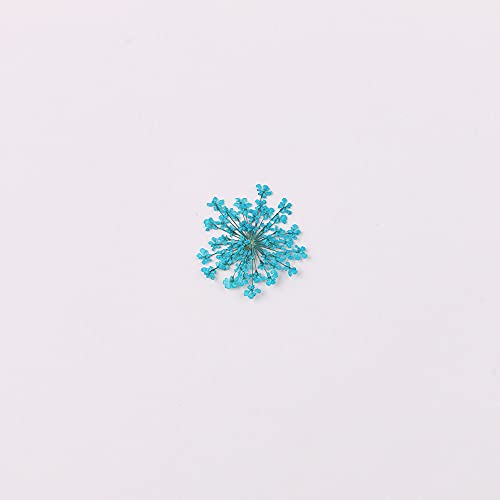 100pcs/pack Ammi majus Natural Pressed Dried Flower for Resin Jewelry Making, Soap and Candle Making, Scrapbooking DIY (Lake Blue) - color: Lake Blue