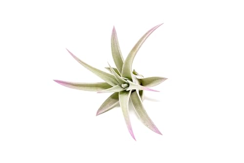 Lavender Colorful Tillandsia Air Plants - Long Lasting Color Enhanced Live Tillandsia Succulent House Plants - Home and Garden Decor - Easy Care Indoor and Outdoor Plants - size: Single, style: Harrisii