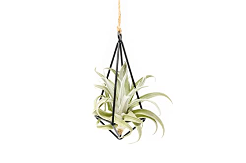 Black Metal Pendant Hanging Planter with Assorted Medium Air Plant - Macrame Holder for Indoor Plants - Succulent Plant Hanger - Available in Wholesale and Bulk- Home and Garden Décor (Pack of 1) - size: Pack of 1