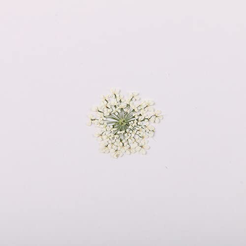 100pcs/pack Ammi majus Natural Pressed Dried Flower for Resin Jewelry Making, Soap and Candle Making, Scrapbooking DIY (White) - color: White