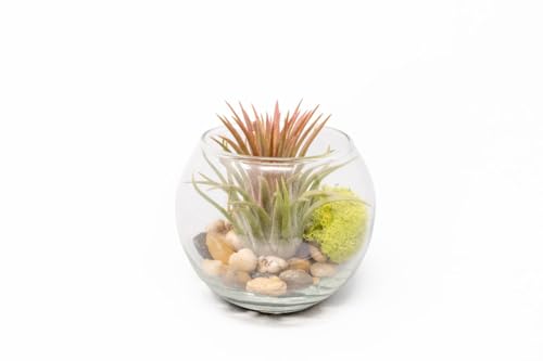Tillandsia Huamelula Air Plant Bubble Bowl Terrarium- Wholesale and Bulk - Succulents - Live Tillandsia - Easy Care Indoor and Outdoor House Plants