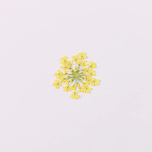 100pcs/pack Ammi majus Natural Pressed Dried Flower for Resin Jewelry Making, Soap and Candle Making, Scrapbooking DIY (Yellow) - color: Yellow