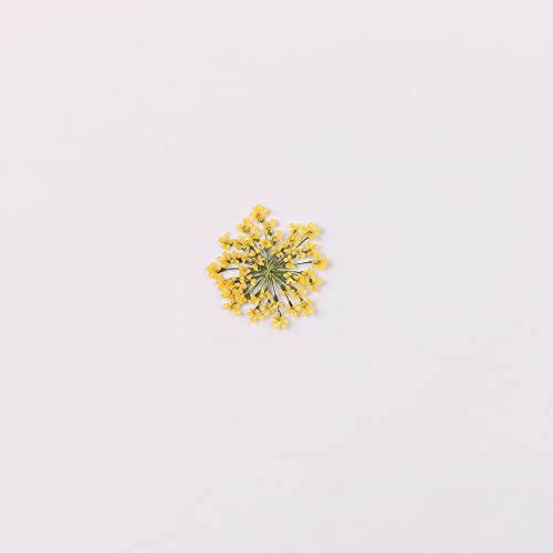 100pcs/pack Ammi majus Natural Pressed Dried Flower for Resin Jewelry Making, Soap and Candle Making, Scrapbooking DIY (Ginger Yellow) - color: Ginger Yellow