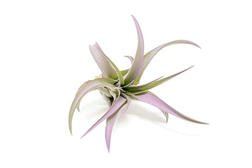 Lavender Colorful Tillandsia Air Plants - Long Lasting Color Enhanced Live Tillandsia Succulent House Plants - Home and Garden Decor - Easy Care Indoor and Outdoor Air Plant - size: Single, style: Brachycaulos Abdita