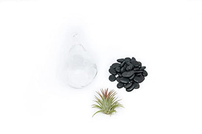 Glass Teardrop Plant Terrarium - 1 Air Plant and Stones in Propagation Jar - Home and Garden Decor Plant Pot - Easy Care Indoor and Outdoor Plant Vase (1 Teardrop - Black Stones) - size: 1 Teardrop-Black Stones