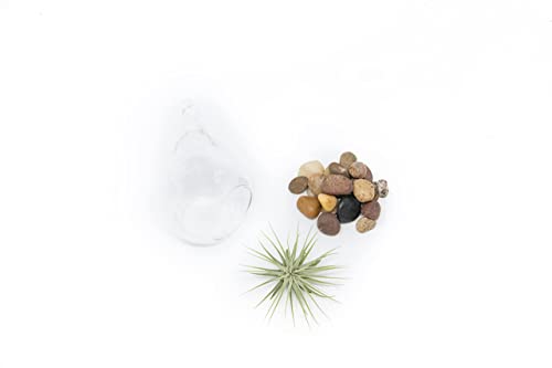 Glass Teardrop Plant Terrarium with - 1 Air Plant and Stones in Propagation Jar - Home and Garden Decor Plant Pot - Easy Care Indoor and Outdoor Plant Vase (1 Teardrop - Beige Stones) - size: 1 Teardrop- Beige Stones