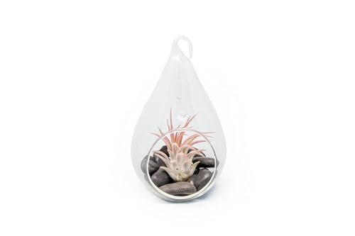 Glass Teardrop Plant Terrarium - 1 Air Plant and Stones in Propagation Jar - Home and Garden Decor Plant Pot - Easy Care Indoor and Outdoor Plant Vase (1 Teardrop - Black Stones) - size: 1 Teardrop-Black Stones