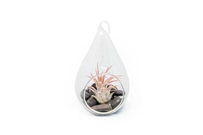 Glass Teardrop Plant Terrarium - 1 Air Plant and Stones in Propagation Jar - Home and Garden Decor Plant Pot - Easy Care Indoor and Outdoor Plant Vase (1 Teardrop - Black Stones) - size: 1 Teardrop-Black Stones