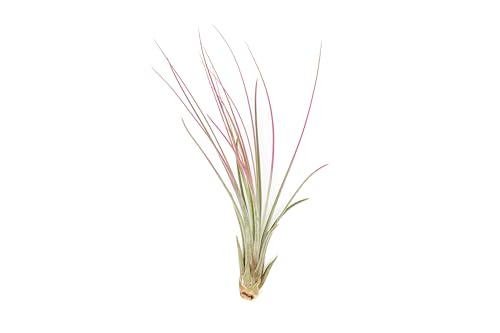 Fuchsia Colorful Tillandsia Air Plants - Long Lasting Color Enhanced Live Tillandsia Succulent House Plants - Home and Garden Decor - Easy Care Indoor/Outdoor Plants (Juncea, Single) - size: Single, style: Juncea