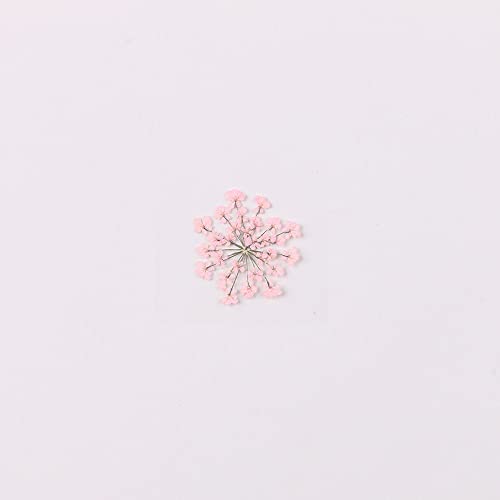 100pcs/pack Ammi majus Natural Pressed Dried Flower for Resin Jewelry Making, Soap and Candle Making, Scrapbooking DIY (Pink) - color: Pink