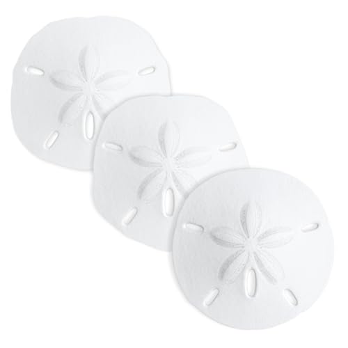 Real Sand Dollars 3" to 3.5" (3 Pack) – Sand Dollar Wall Art & Ornament Set – Beach Wedding Decor – Nautical Party Table Decor – Mini Shells for Crafts – Coastal Gifts