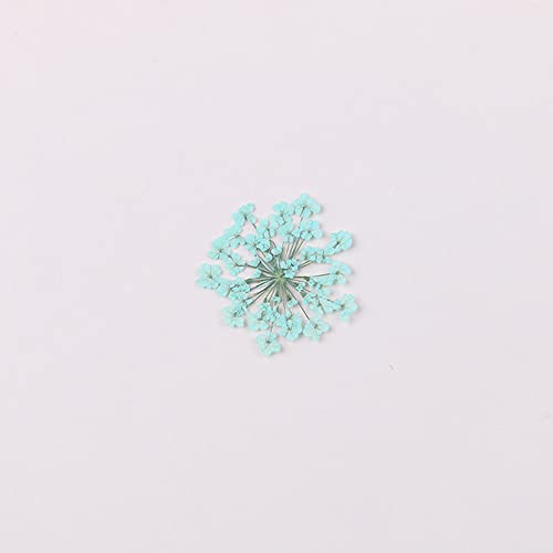 100pcs/pack Ammi majus Natural Pressed Dried Flower for Resin Jewelry Making, Soap and Candle Making, Scrapbooking DIY (Turquoise) - color: Turquoise