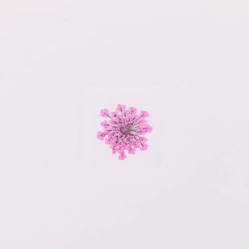 100pcs/pack Ammi majus Natural Pressed Dried Flower for Resin Jewelry Making, Soap and Candle Making, Scrapbooking DIY (Rose Red) - color: Rose Red