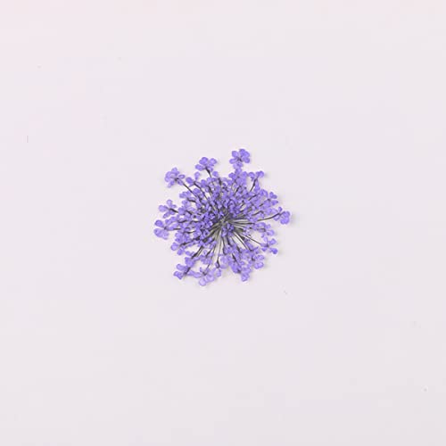 100pcs/pack Ammi majus Natural Pressed Dried Flower Queen Anne's Lace Flowers for Resin Jewelry Making, Soap and Candle Making, Scrapbooking DIY (Purple) - color: Purple