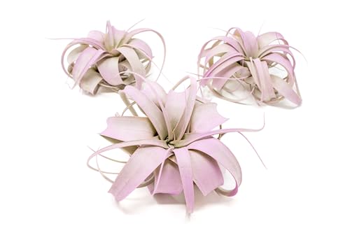 Lavender Colorful Tillandsia Air Plants - Long Lasting Color Enhanced Live Tillandsia Succulent House Plants - Home and Garden Decor - Easy Care Indoor and Outdoor Plants - size: Pack of 3, style: Mini Xerographica