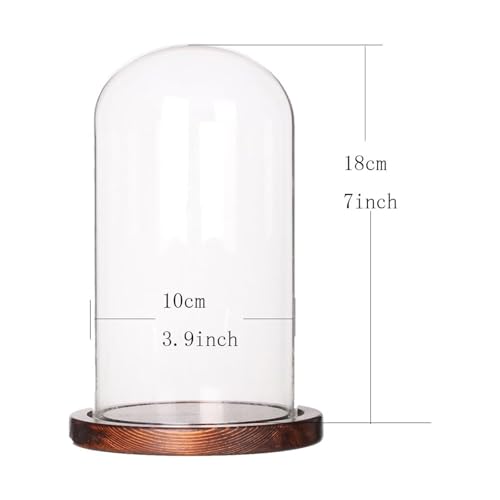 Glass Display Dome with Wooden Base, 4 x 7 Inch