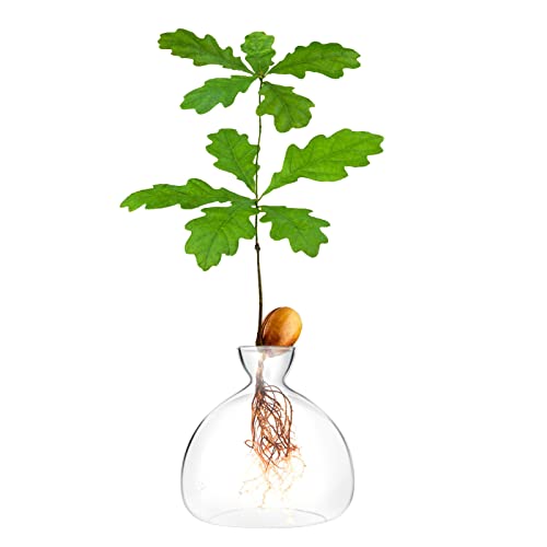 Acorn sprouting Seed Starter Planter Vase Terrariums Pot Acorn Tree Growing Kit Deco Glass Bulb Propagation Vases Grow Acorn Trees at Home Acorn Tree Growing Kit Unusual Gardening Gifts for Her Him
