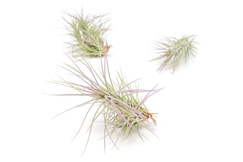 Lavender Colorful Tillandsia Air Plants - Long Lasting Color Enhanced Live Tillandsia Succulent House Plants - Home and Garden Decor - Easy Care Indoor/Outdoor Air Plant - size: Pack of 3, style: Funckiana