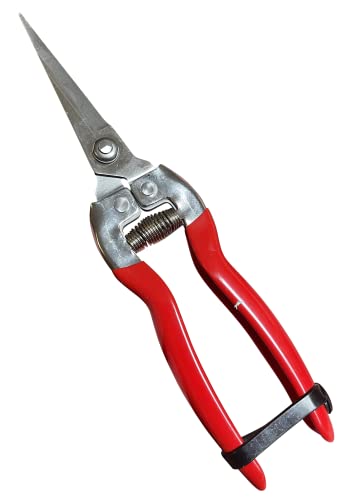Garden Guru Straight Stainless Steel Pruner Pruning Shears Clippers Snips – Sharp Bonsai Cutter Plant Trimming Scissors – Straight Blade Garden Scissors Tool – Great for Roses Flowers Herbs Fruits - size: 1 Pack, style: Snips