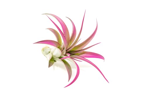 Fuchsia Colorful Tillandsia Air Plants - Long Lasting Color Enhanced Live Tillandsia Succulent House Plants - Home and Garden Decor - Easy Care Indoor/Outdoor Plants (Brachycaulos Abdita, Single) - size: Single, style: Brachycaulos Abdita